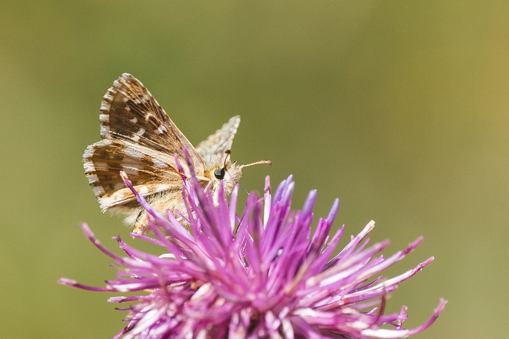 a butterfly on a flower