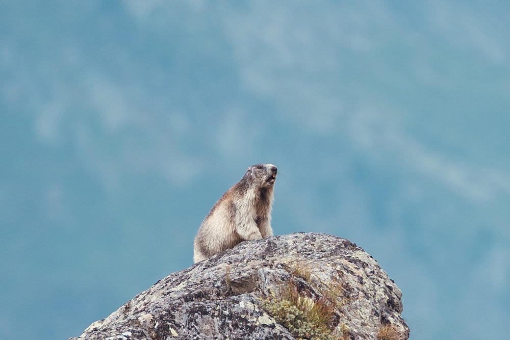 a small animal on a rock