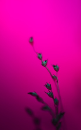 a close-up of a plant