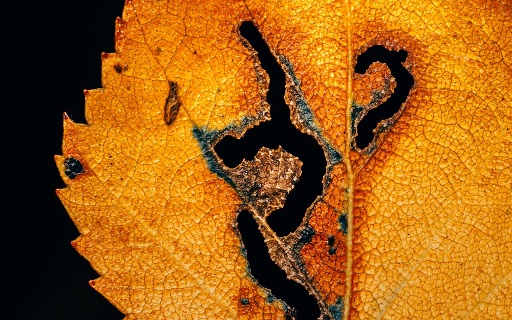 a close-up of a yellow leaf