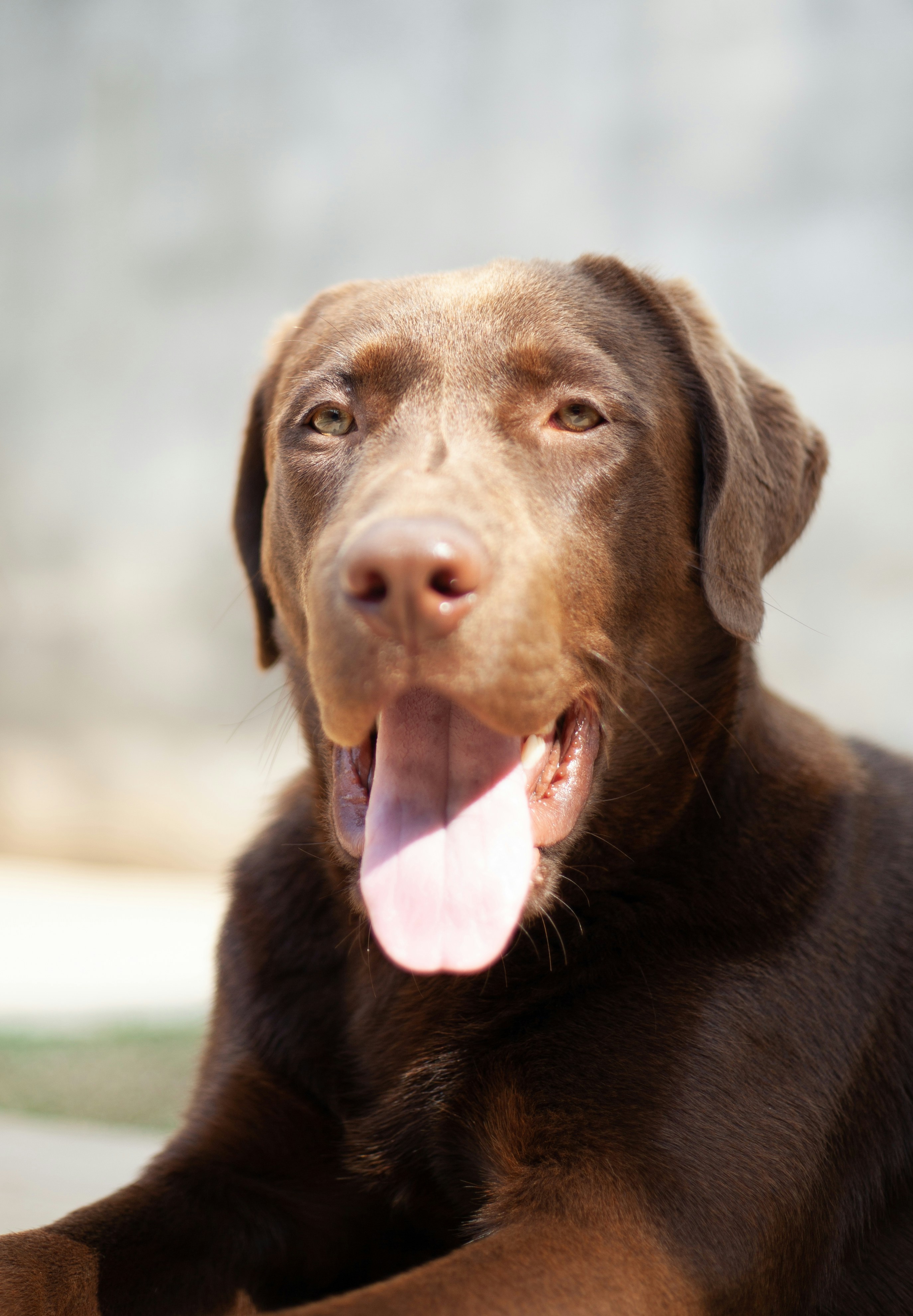 a dog with its tongue out