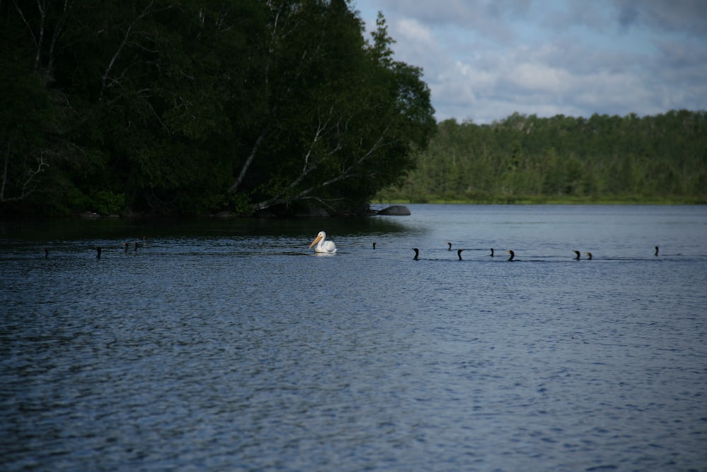 Un groupe d’oiseaux dans un lac