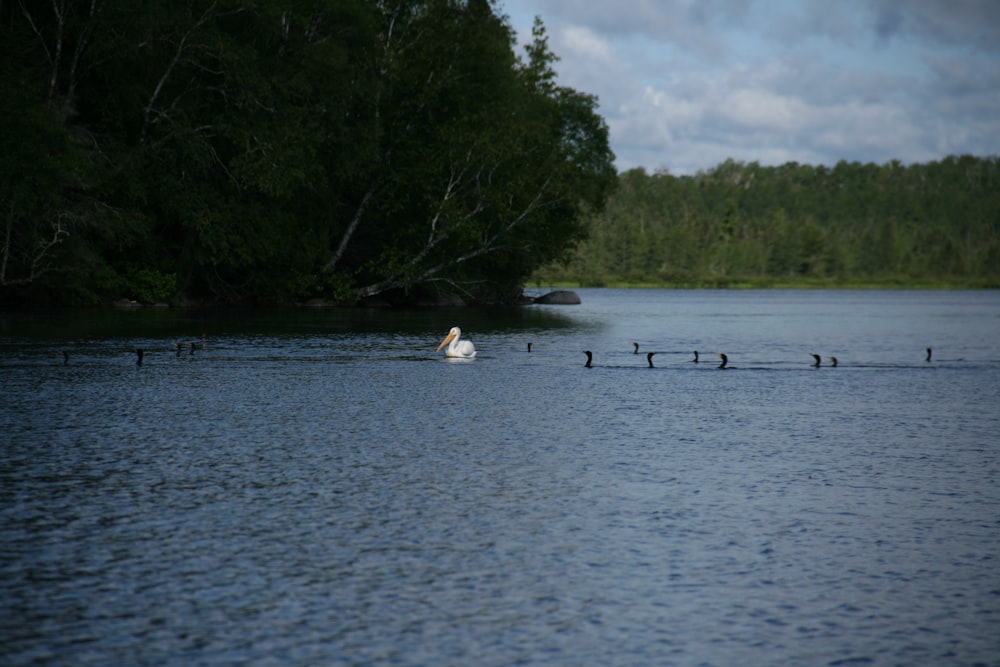 a group of birds in a lake