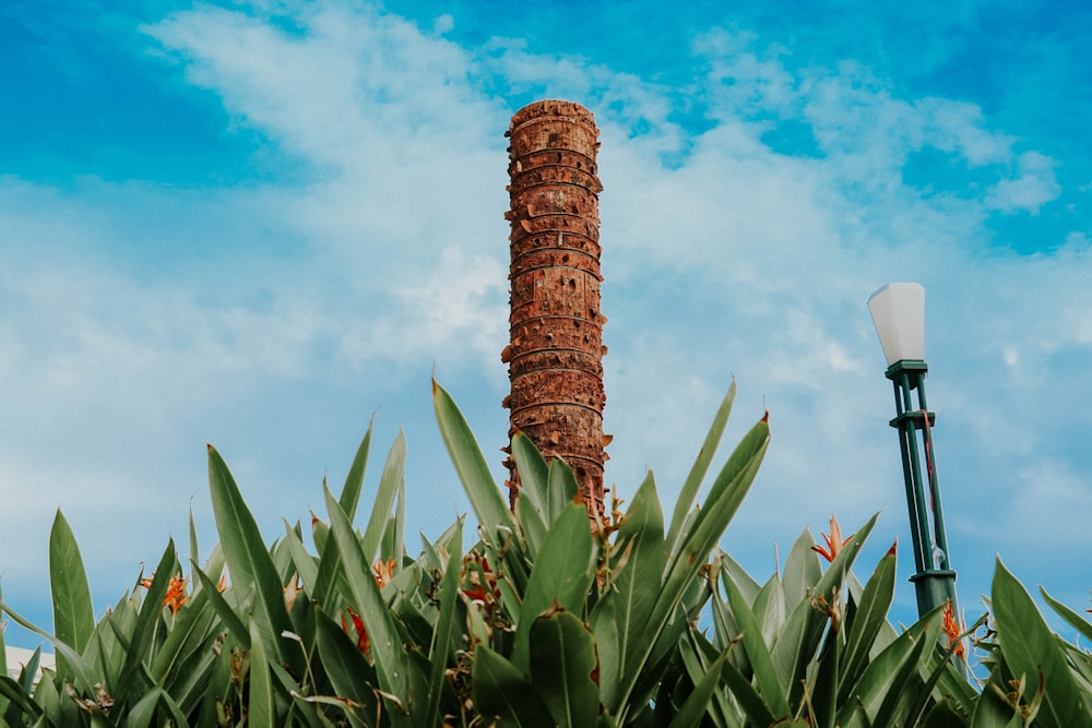 a tall tower in a field of plants