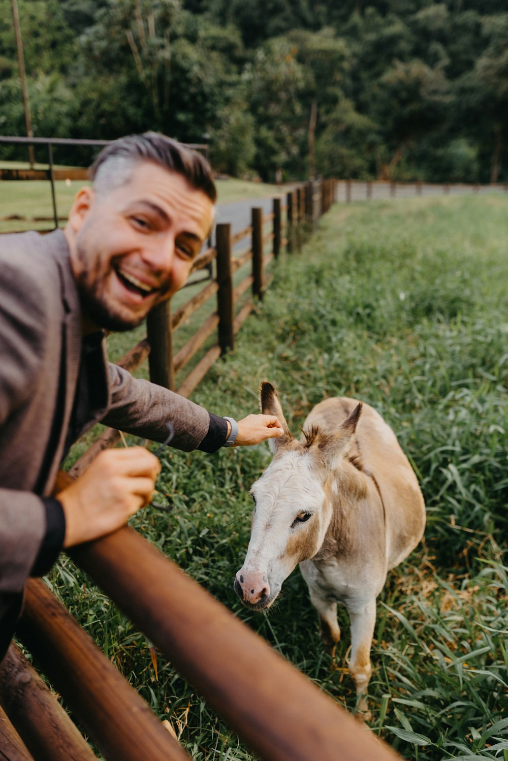 a person petting a donkey
