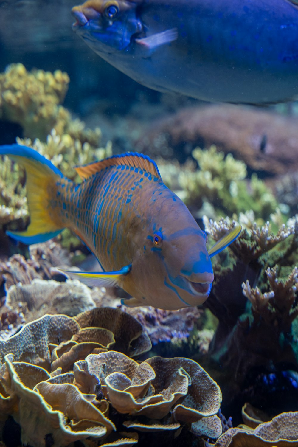 a couple of fish swimming in the water