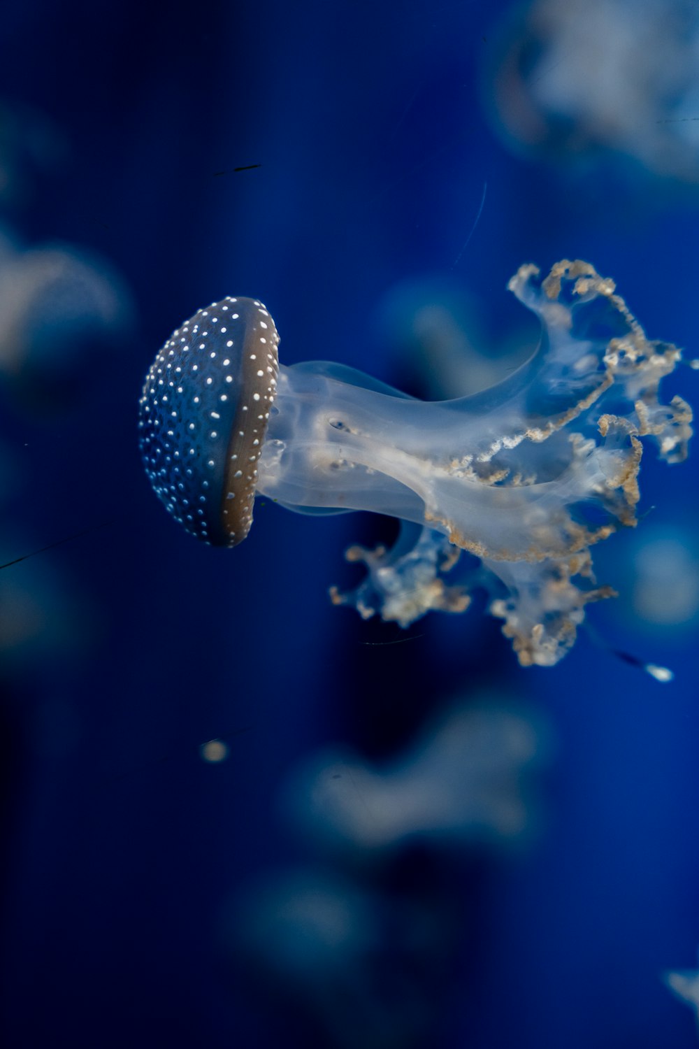 Un primer plano de medusas