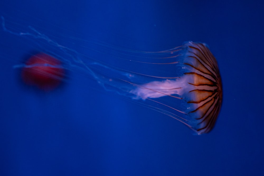 a group of jellyfish in the water