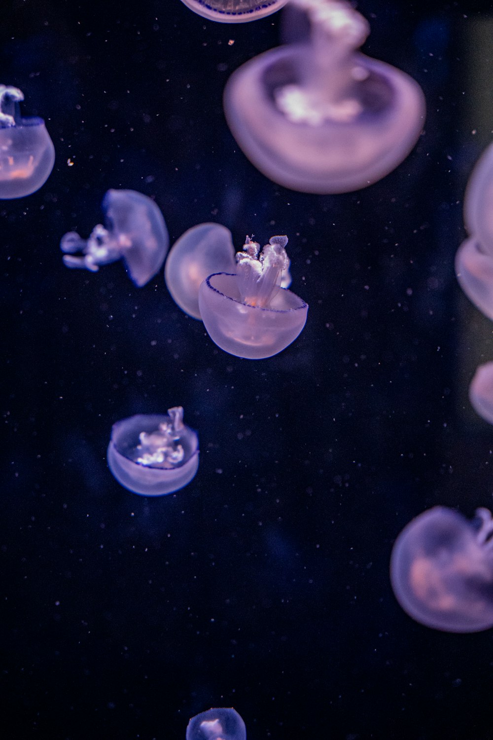 a group of jellyfish