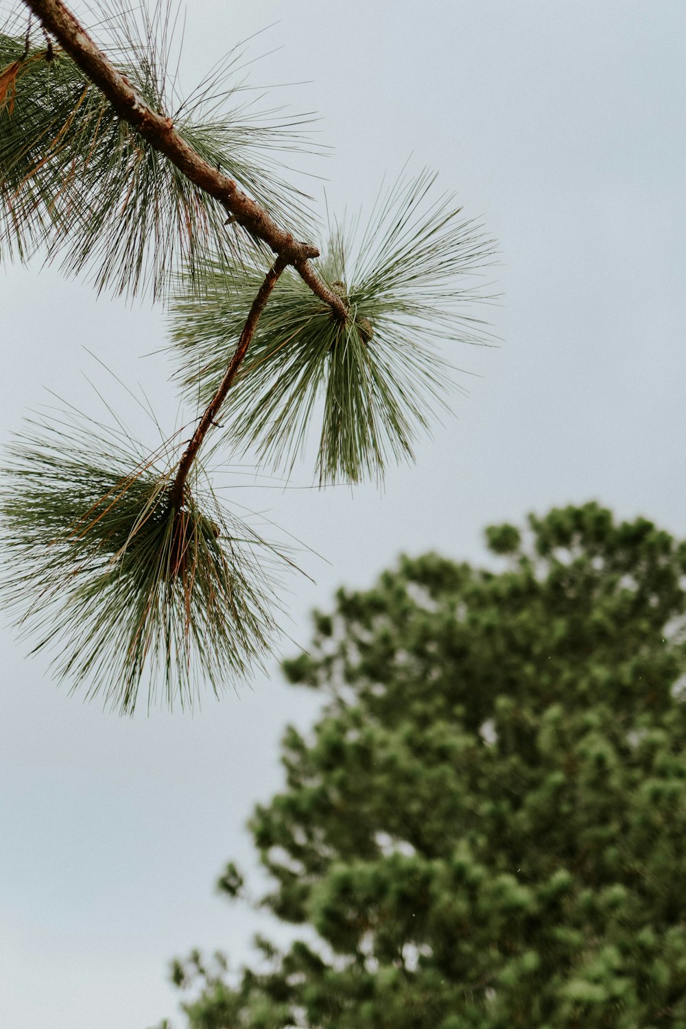 a tree with a pine cone