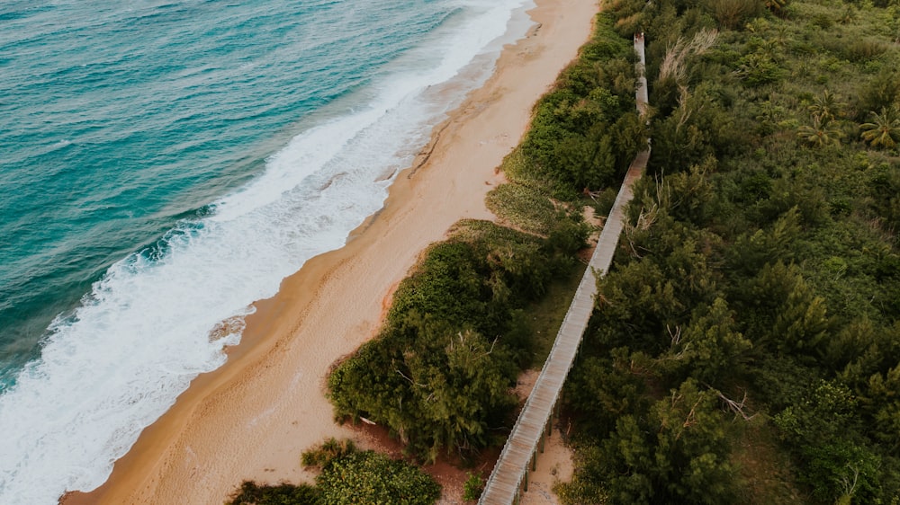 a beach with trees and a body of water