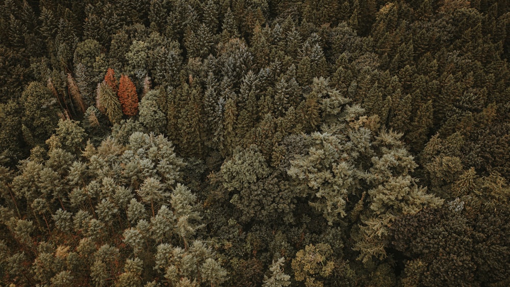 a large group of trees