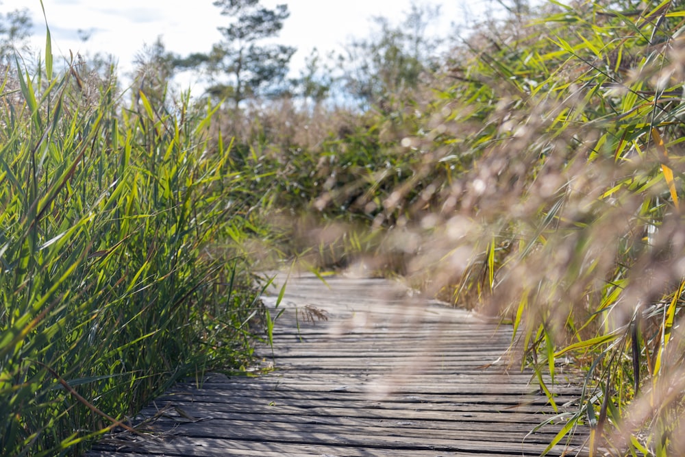 a wooden walkway through a field