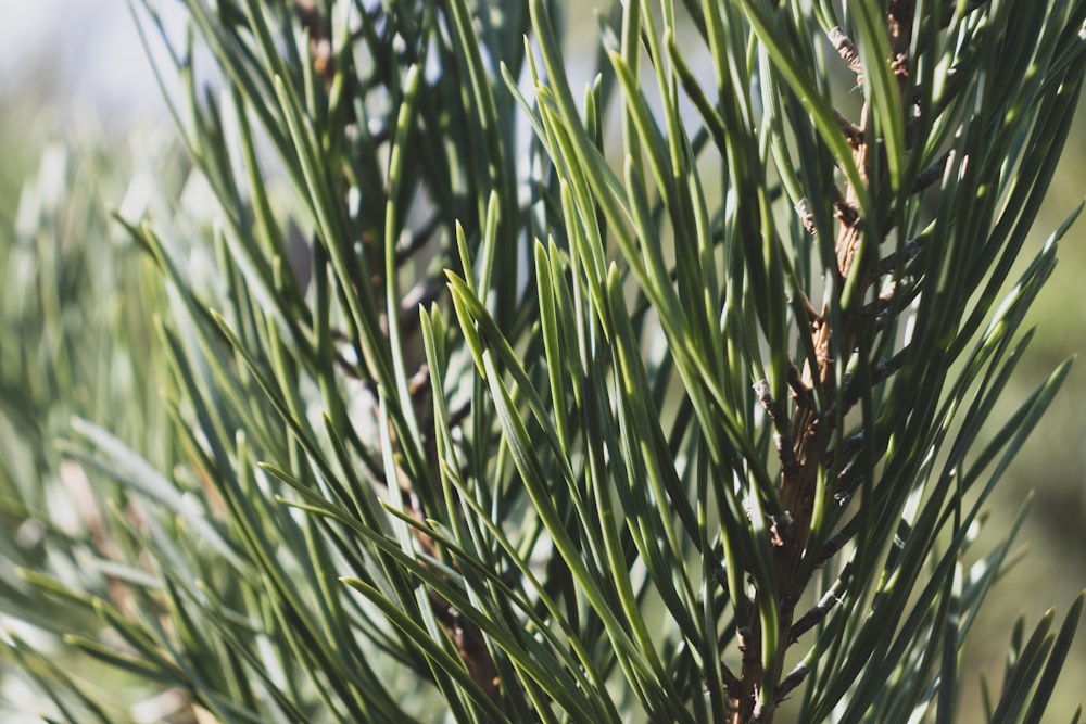 close-up of a plant