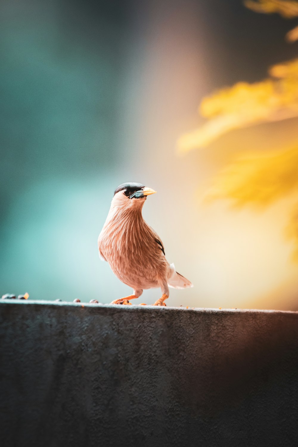 a bird standing on a ledge