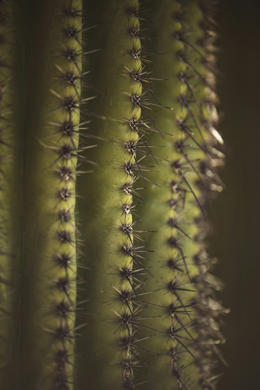 a close up of a plant