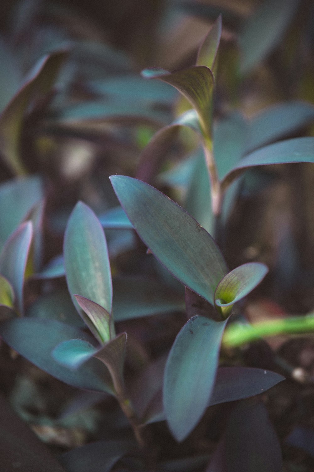 a close up of a plant