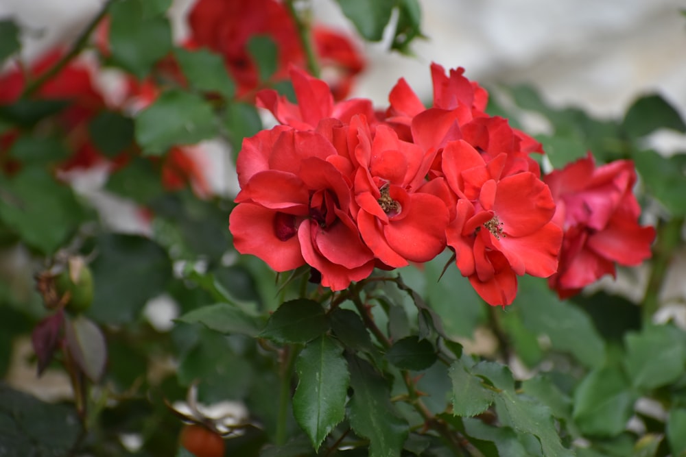 a group of red flowers