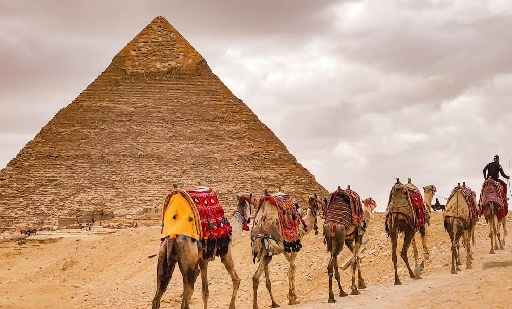 a group of camels in front of a pyramid