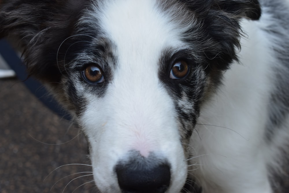 a close up of a dog