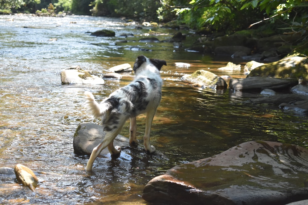 a dog standing on a rock in a river