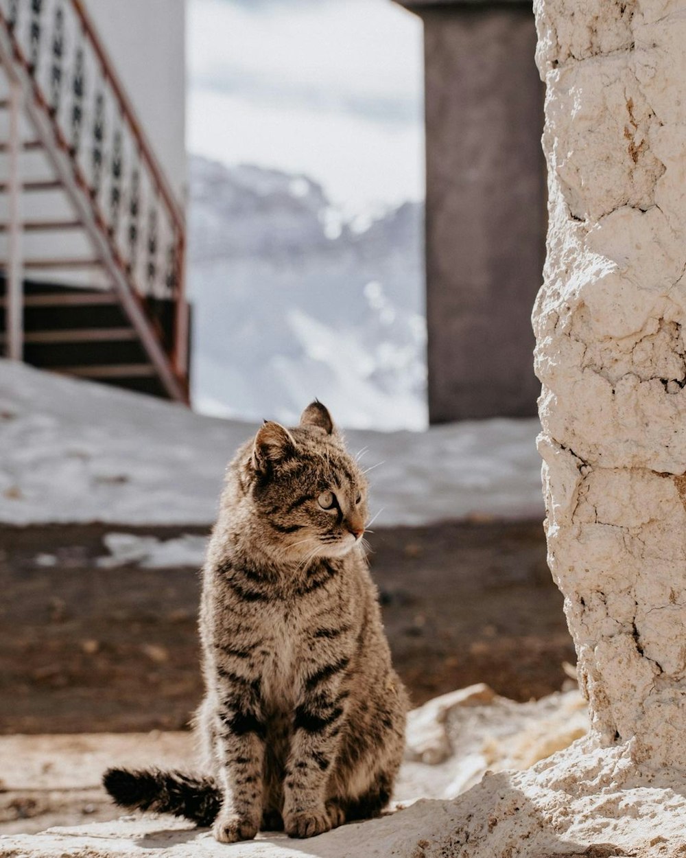 a cat sitting on a ledge