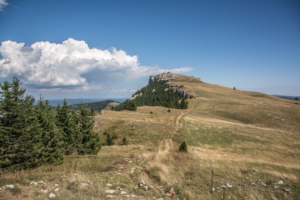 a grassy hill with trees on it