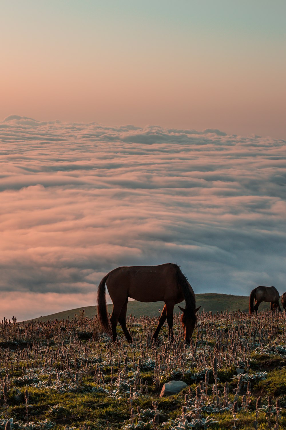 horses grazing on a hill