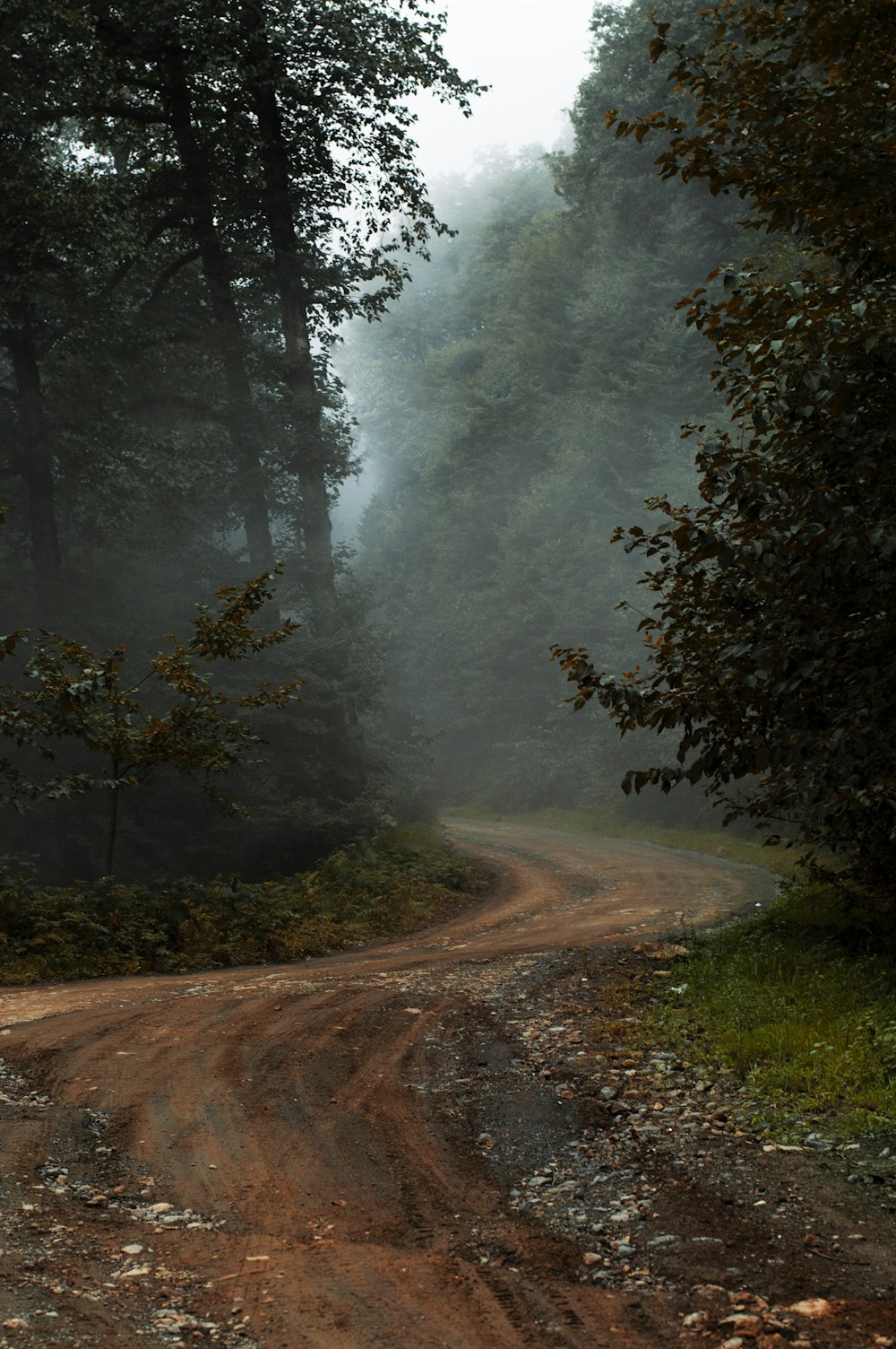 a dirt road with trees on either side of it