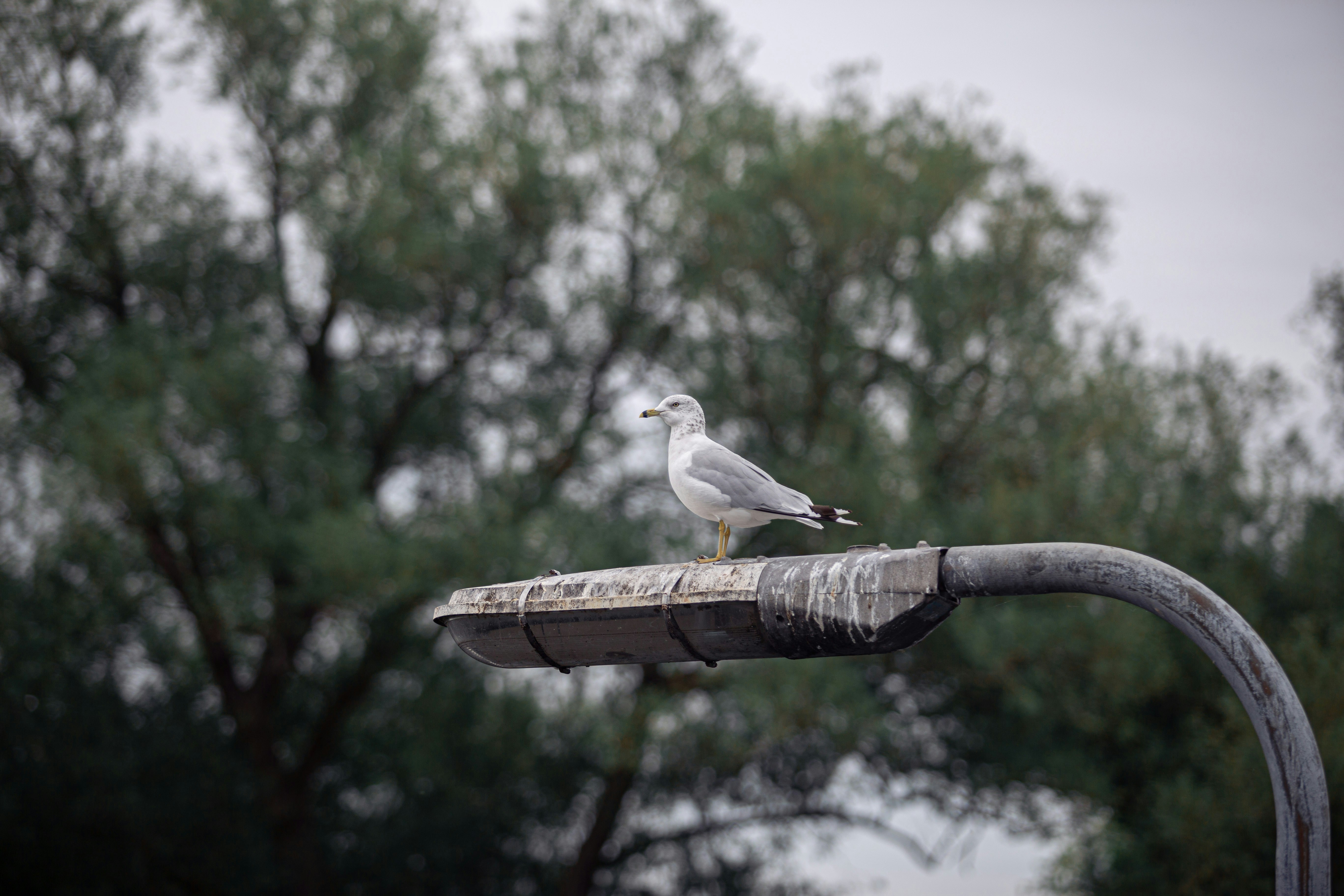 Un oiseau sur un poteau métallique