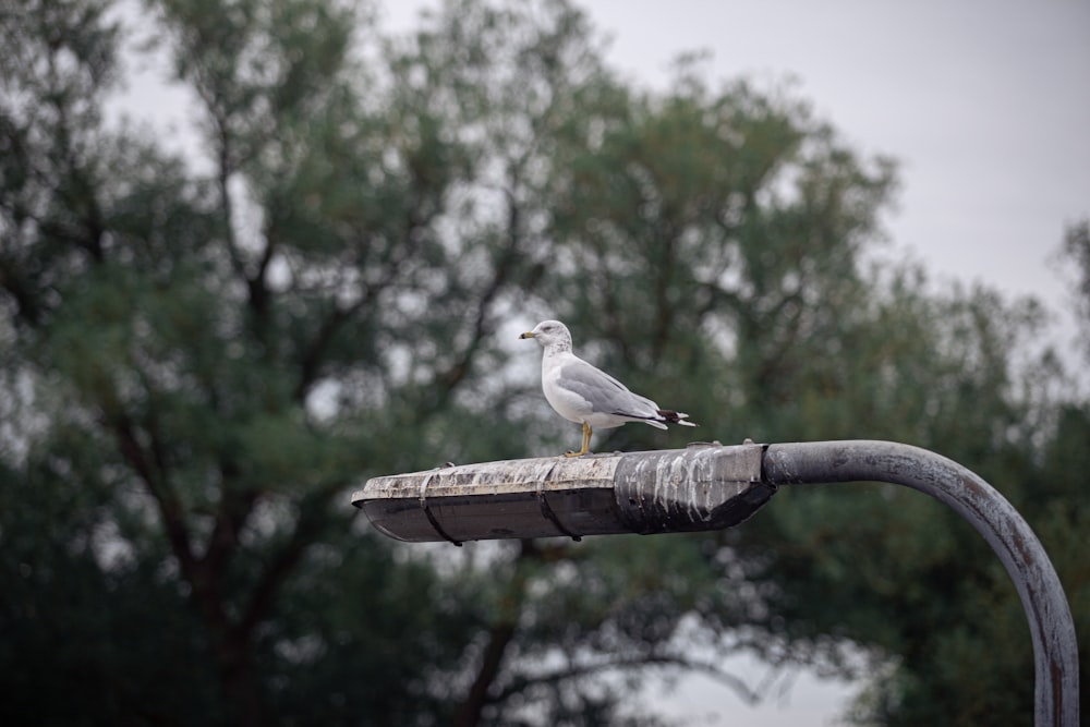 a bird on a metal pole