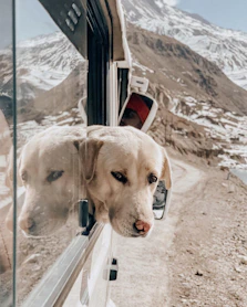a dog looking out of a car window
