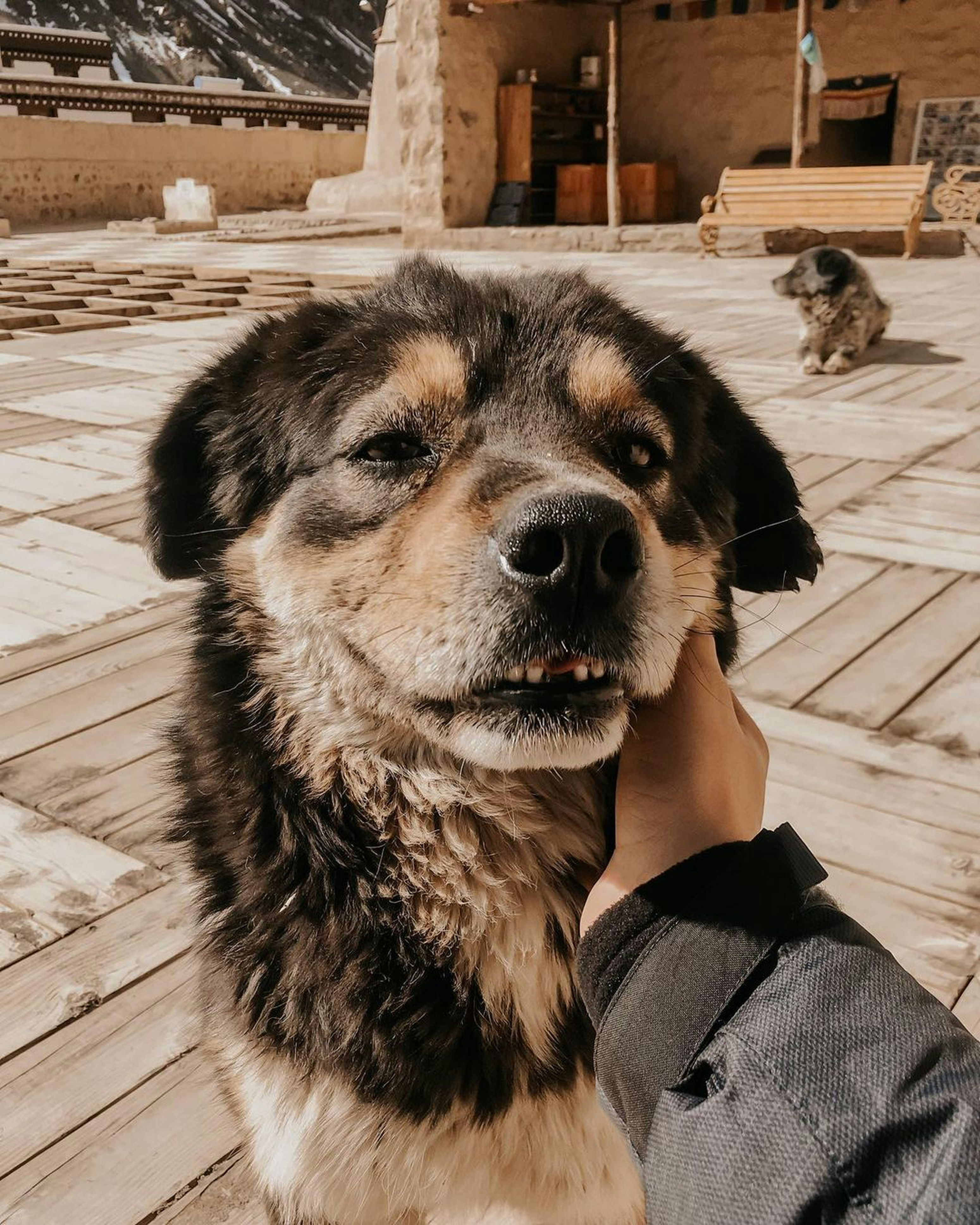 A Personality That Defies Expectations (image credits: unsplash)