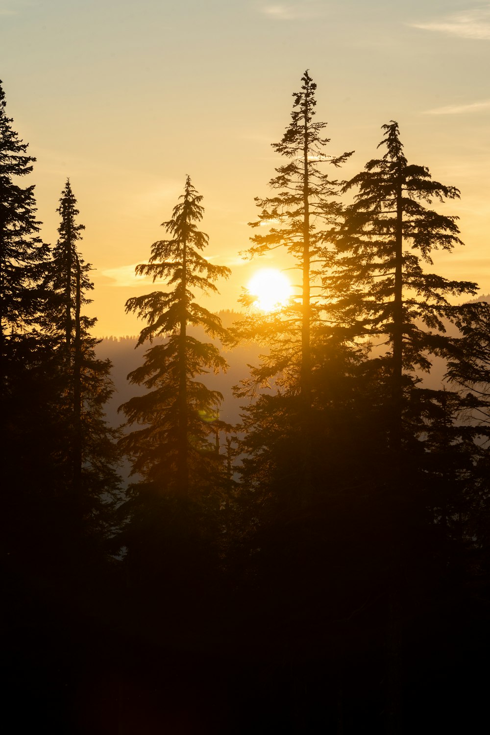 a group of trees with the sun in the background