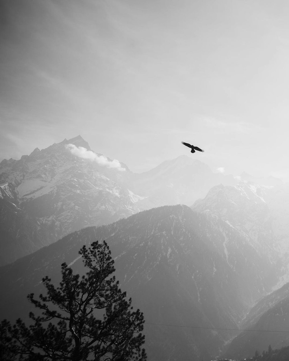 um pássaro voando sobre uma montanha