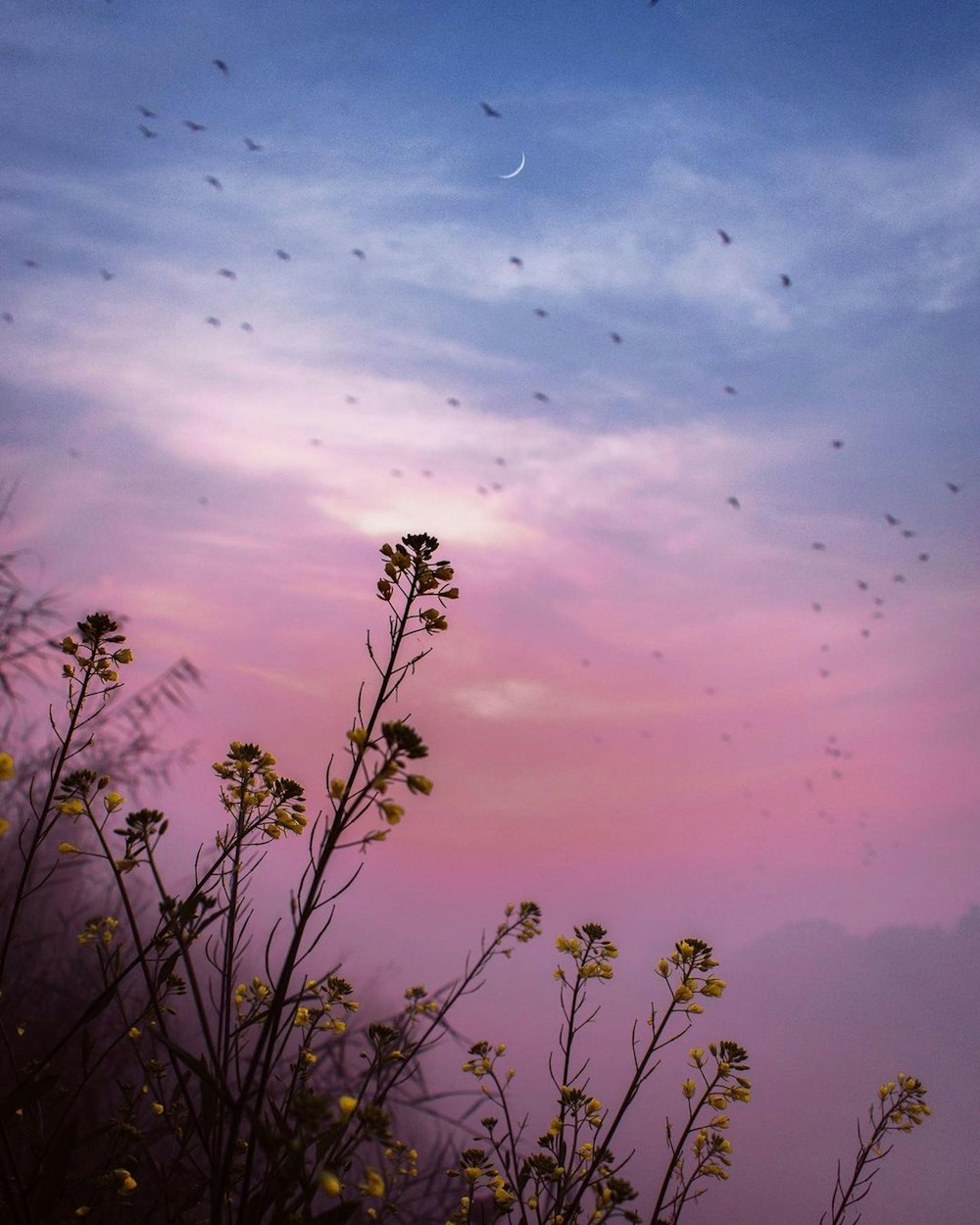 a group of birds flying in the sky