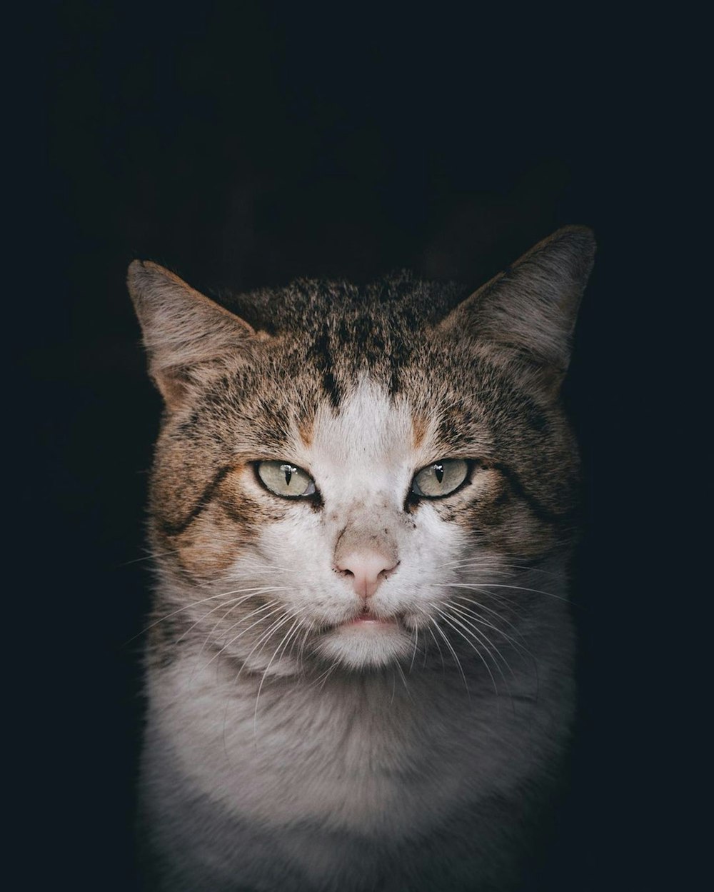 a cat looking at the camera