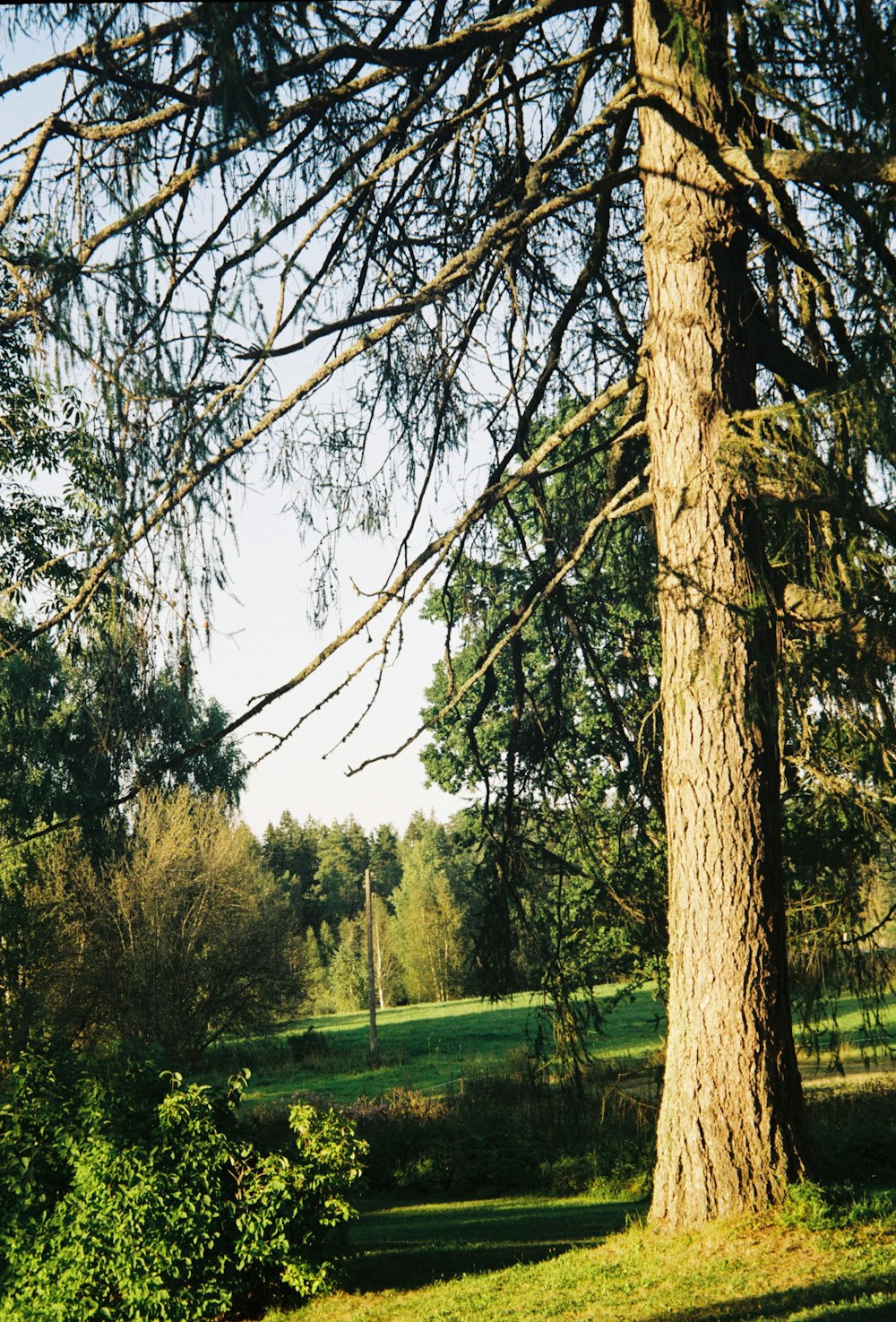 a tree in a park