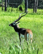 A blackbuck antelope stands gracefully in a lush green field. Its spiraled horns curve elegantly upward while its coat features a contrast of dark brown and white patches. The background consists of tall grasses and blurred trees, giving a natural and serene setting.