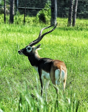 A blackbuck antelope stands gracefully in a lush green field. Its spiraled horns curve elegantly upward while its coat features a contrast of dark brown and white patches. The background consists of tall grasses and blurred trees, giving a natural and serene setting.