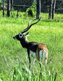 A blackbuck antelope stands gracefully in a lush green field. Its spiraled horns curve elegantly upward while its coat features a contrast of dark brown and white patches. The background consists of tall grasses and blurred trees, giving a natural and serene setting.