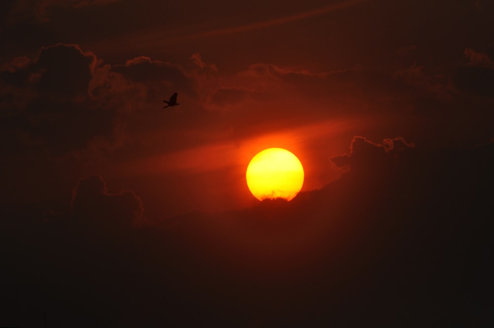 a bird flying in front of a sunset