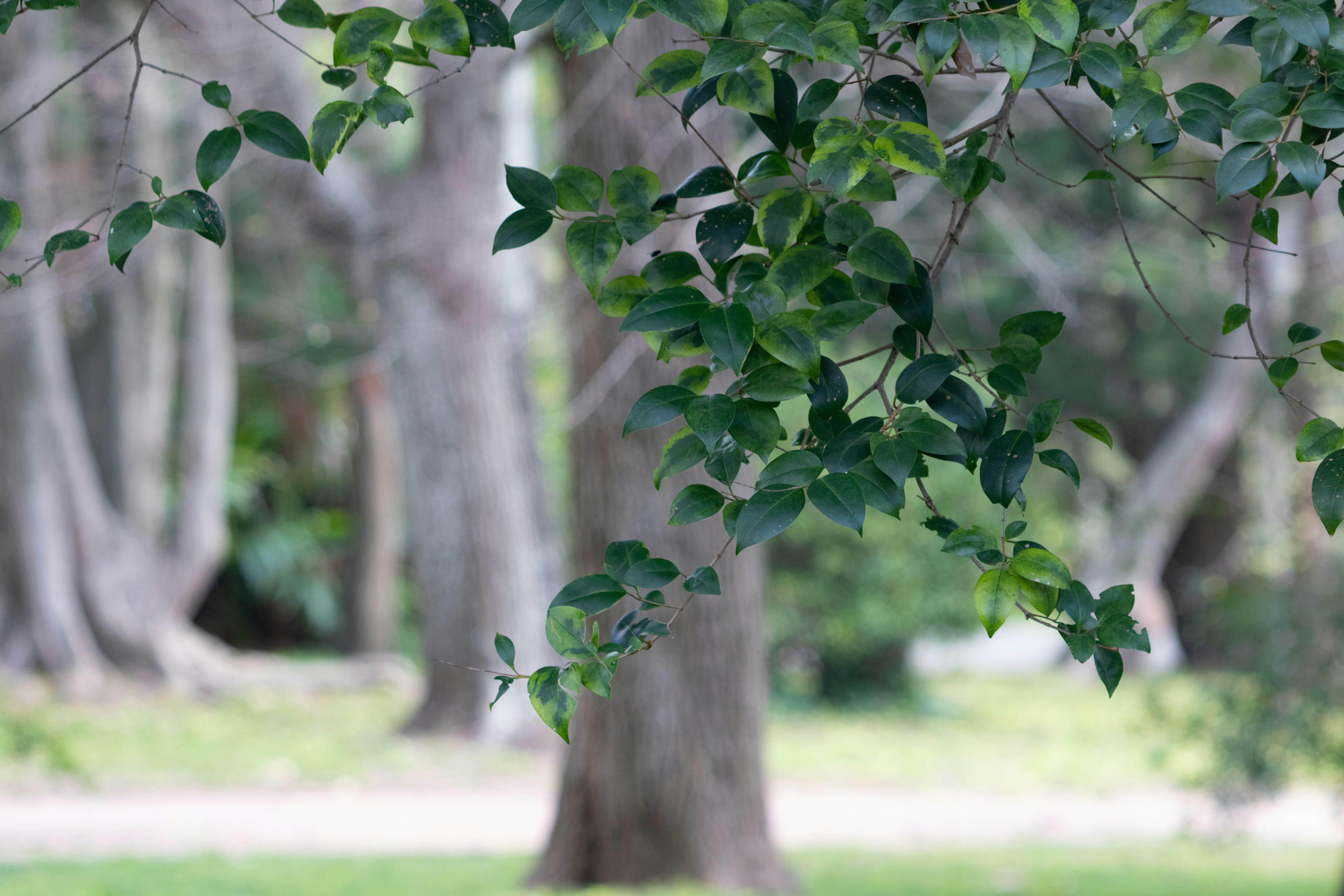 Photo by sonianadales