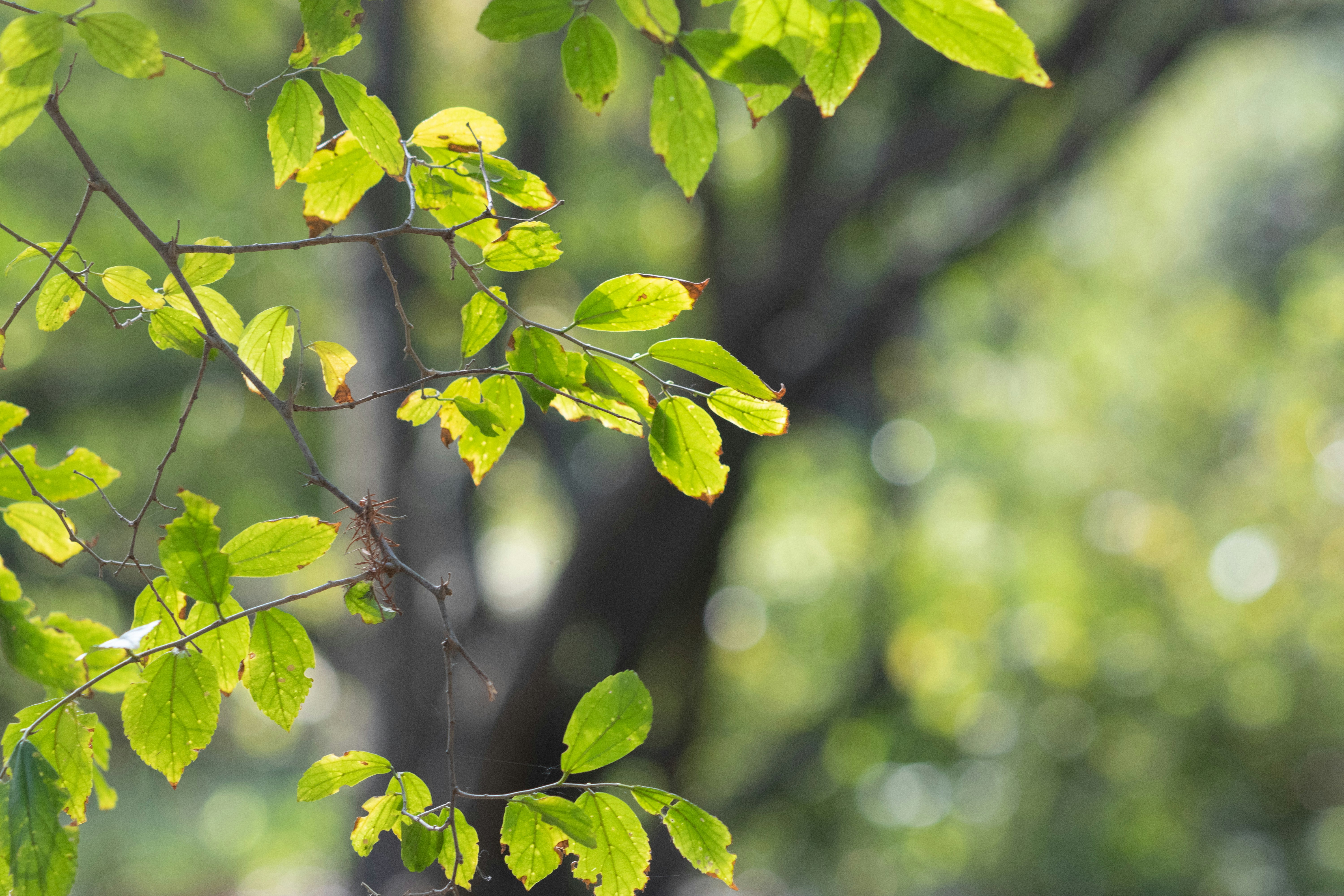 Photo by sonianadales