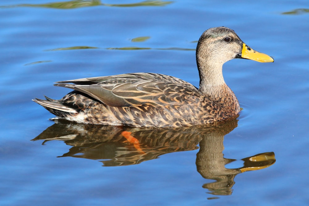 a duck swimming in water