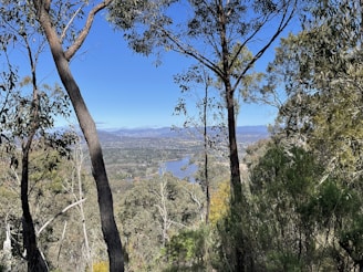 Wide shot of the river bending past tall trees with hills rising gently in the background.
