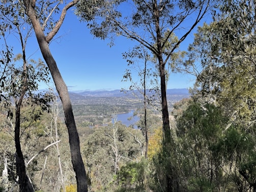 Wide shot of the river bending past tall trees with hills rising gently in the background.