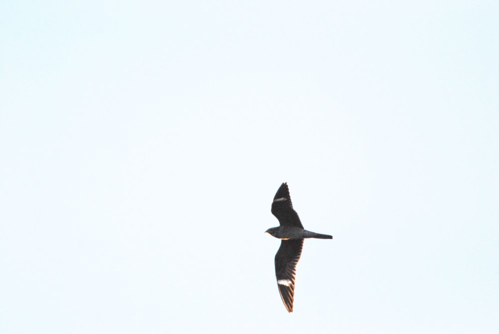 a bird flying in the sky