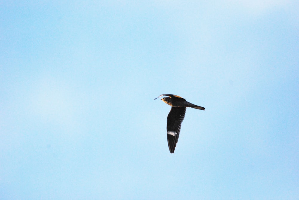 a bird flying in the sky