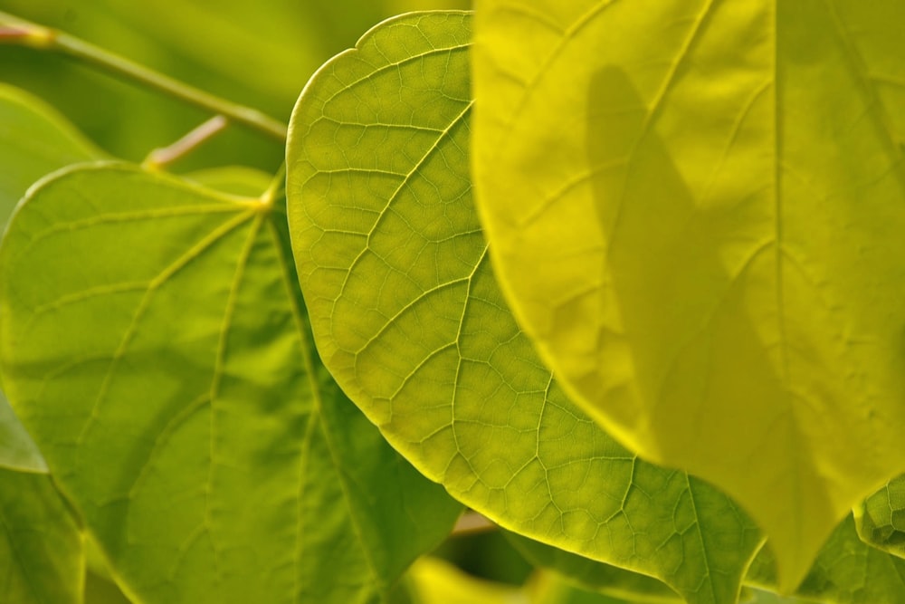 close-up of a leaf